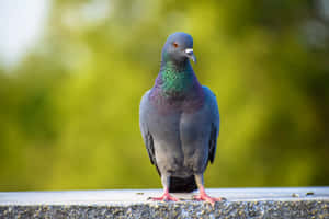 鳩の写真 — MacBook Pro M3 壁紙