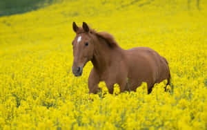 かわいい馬の背景 — かわいい馬 壁紙