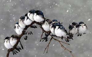 冬の嵐の中の鳥たち壁紙