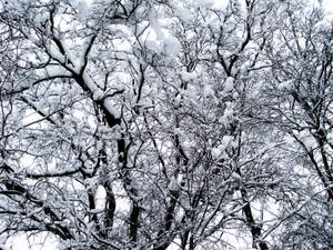 冬の雪に覆われた木々の壁紙