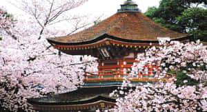 日本の写真 — 日本 壁紙