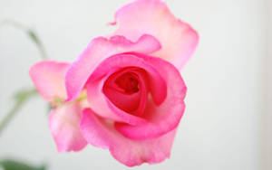バラの花の壁紙 — バラの花 壁紙