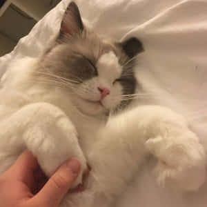 美しい猫の画像 — 美的な猫 壁紙