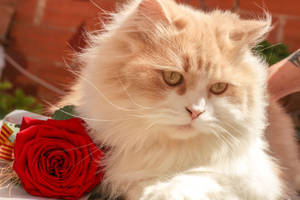 赤いバラの隣にある白とベージュのペルシャ猫の無料ストックフォト — バラの花 壁紙