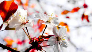 完全に咲いた白い春の花の壁紙