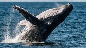 海で水しぶきを上げながらジャンプするザトウクジラ。 — 海 壁紙