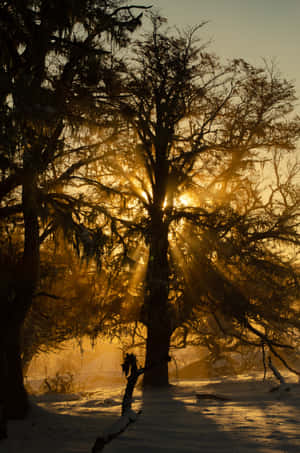 木の枝の画像 — Huawei MatePad Edge 壁紙