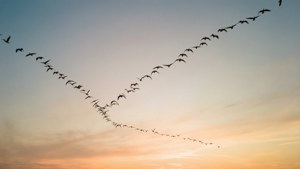 夕焼け空にV字編隊を描く鳥の群れ。 — 空の眺め 壁紙