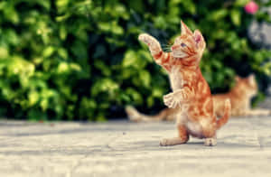 外で踊る遊び心あふれる子猫.jpg