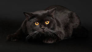 太った黒い猫の壁紙
