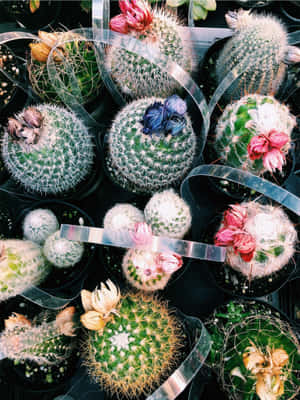 サボテンの植物の写真 — iPad Pro 12.9 壁紙