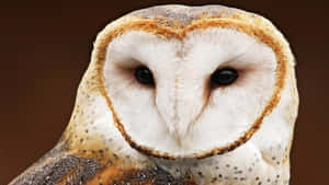 かわいいフクロウのクローズアップ