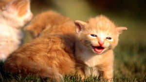 かわいい猫の写真 — かわいい猫 壁紙