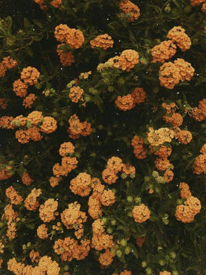 小さなオレンジの花のヴィンテージ風美学 — iPhone エステティック 壁紙