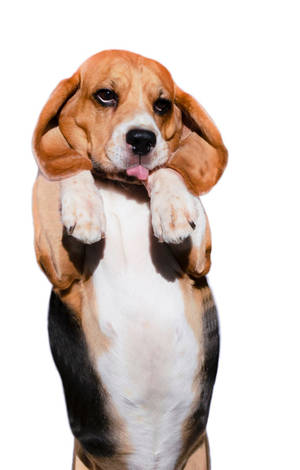 小さなビーグル犬が立つ姿 — POCO Pad C1 壁紙