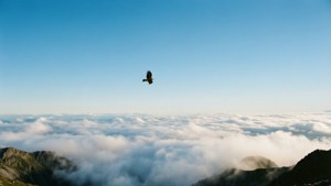 山頂から見た空の景色、雲海と鷹。 — 空の眺め 壁紙