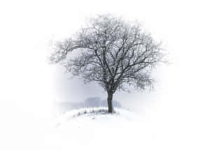 雪景色の美しい写真 — 雪の美学 壁紙