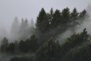 悲しげな霧の森の背景 — 森 壁紙