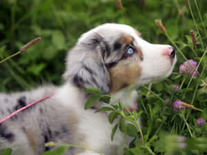 オーストラリアン・シェパードの子犬の写真 — かわいい子犬 壁紙
