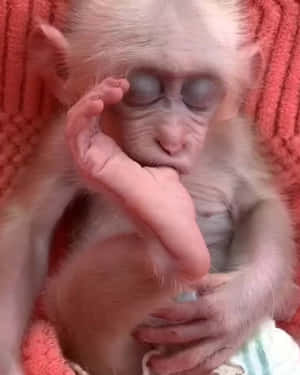 かわいいサルの写真 — かわいい猿 壁紙
