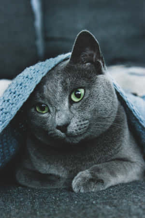 ロシアンブルーの猫の写真 — Honor Pad GT2 Pro 壁紙