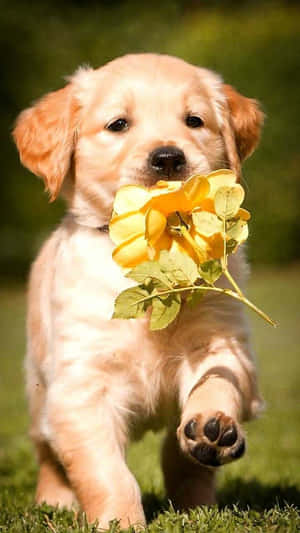 可愛い子犬の画像 — かわいい子犬 壁紙