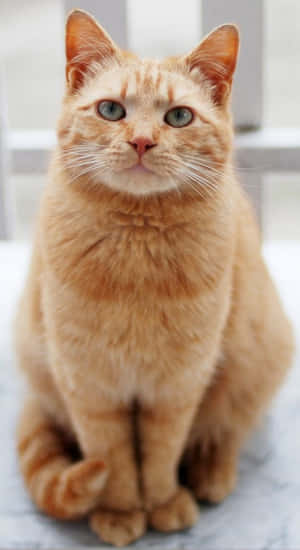 茶トラ猫の画像 — かわいい猫 壁紙