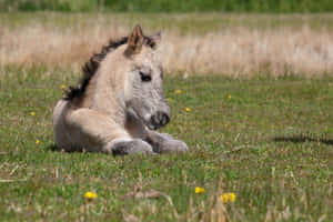 かわいい馬の背景 — かわいい馬 壁紙