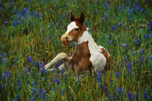 かわいい馬の壁紙 — かわいい馬 壁紙