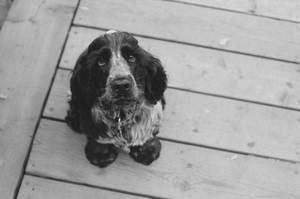 子犬のような目で見つめる成犬のコッカースパニエルの壁紙