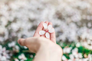 落ちた白い春の花を手に持った壁紙