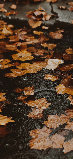 Fall Iphone背景 — iPhone Se 壁紙
