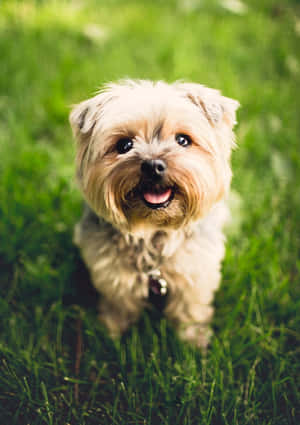 かわいい子犬の画像 — かわいい子犬 壁紙