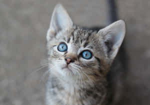 かわいい猫の写真 — かわいい猫 壁紙
