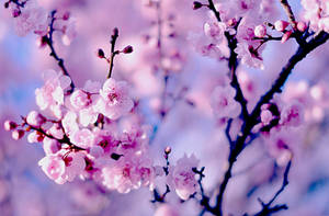 日本の桜の壁紙