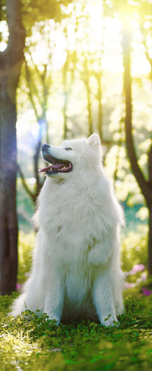 1080x2636 — Motorola Razr 壁紙