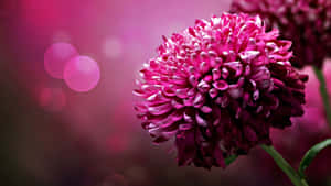 ピンクの花柄背景 — ピンクの花柄 壁紙