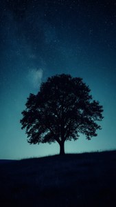 暗い青の星空の夜の丘に立つ木のシルエットが、神秘的で静寂な雰囲気を醸し出しています。 — iPhone 8 Plus 壁紙