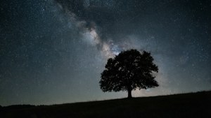 ミニマルな夜の風景。一本の木と星空が描かれており、落ち着いた壁紙に最適です。