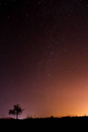 星空の夜の下の孤独な木 iPhone用壁紙