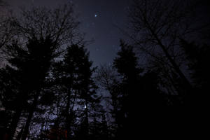 星空と夜の森の壁紙