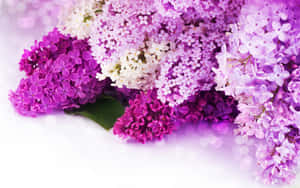 ピンクの花の背景