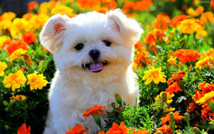 春のかわいい子犬と花々