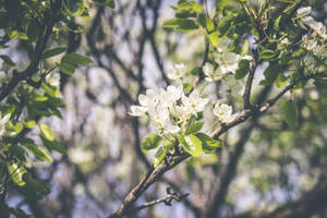 春の季節の花々の壁紙