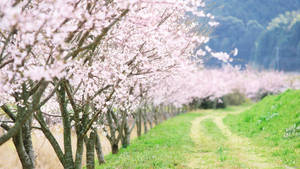 春の田舎道の脇に咲く桜の木々の壁紙