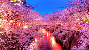 春の日本、小道に沿った桜の木の壁紙