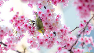 春の桜と可愛い小鳥