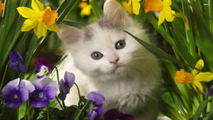 春の白い子猫