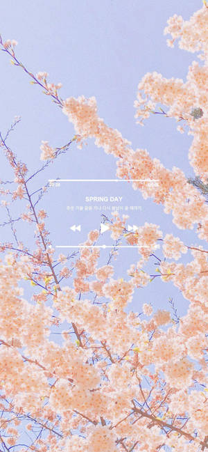 春の美学プレイリスト — 花の電話 壁紙