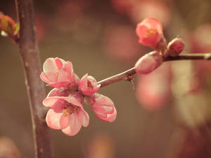 春の花のクローズアップ壁紙